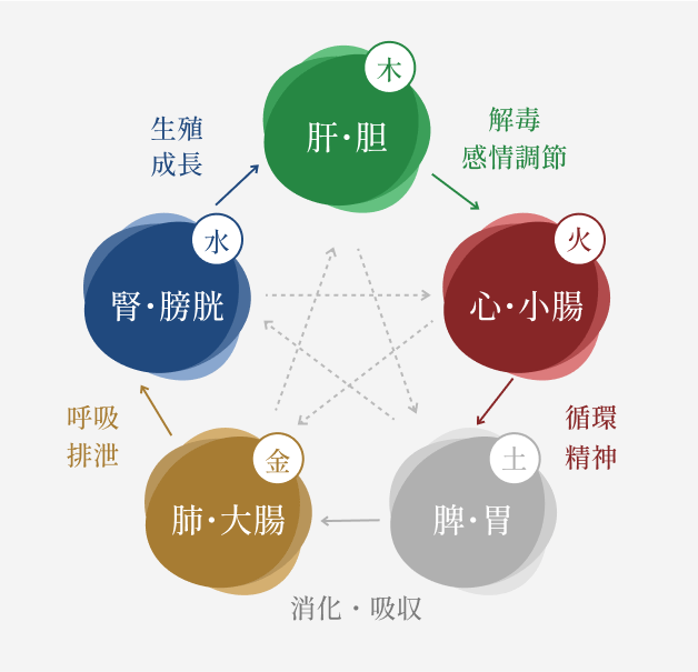 五行理論 -木：肝・胆（解毒・感情調節）          火：心・小腸（循環・精神）          土：脾・胃（消化・吸収）          金：肺・大腸（呼吸・排泄）          水：腎・膀胱（生殖・成長）